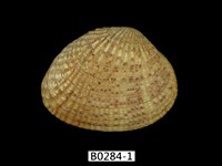 藏品(厚殼縱簾蛤)的圖片